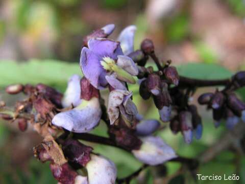 Image de Machaerium isadelphum (E. Mey.) Standl.