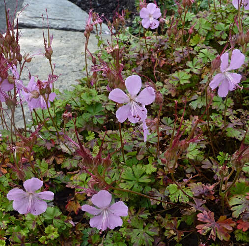 Image of Dalmatian Cranesbill