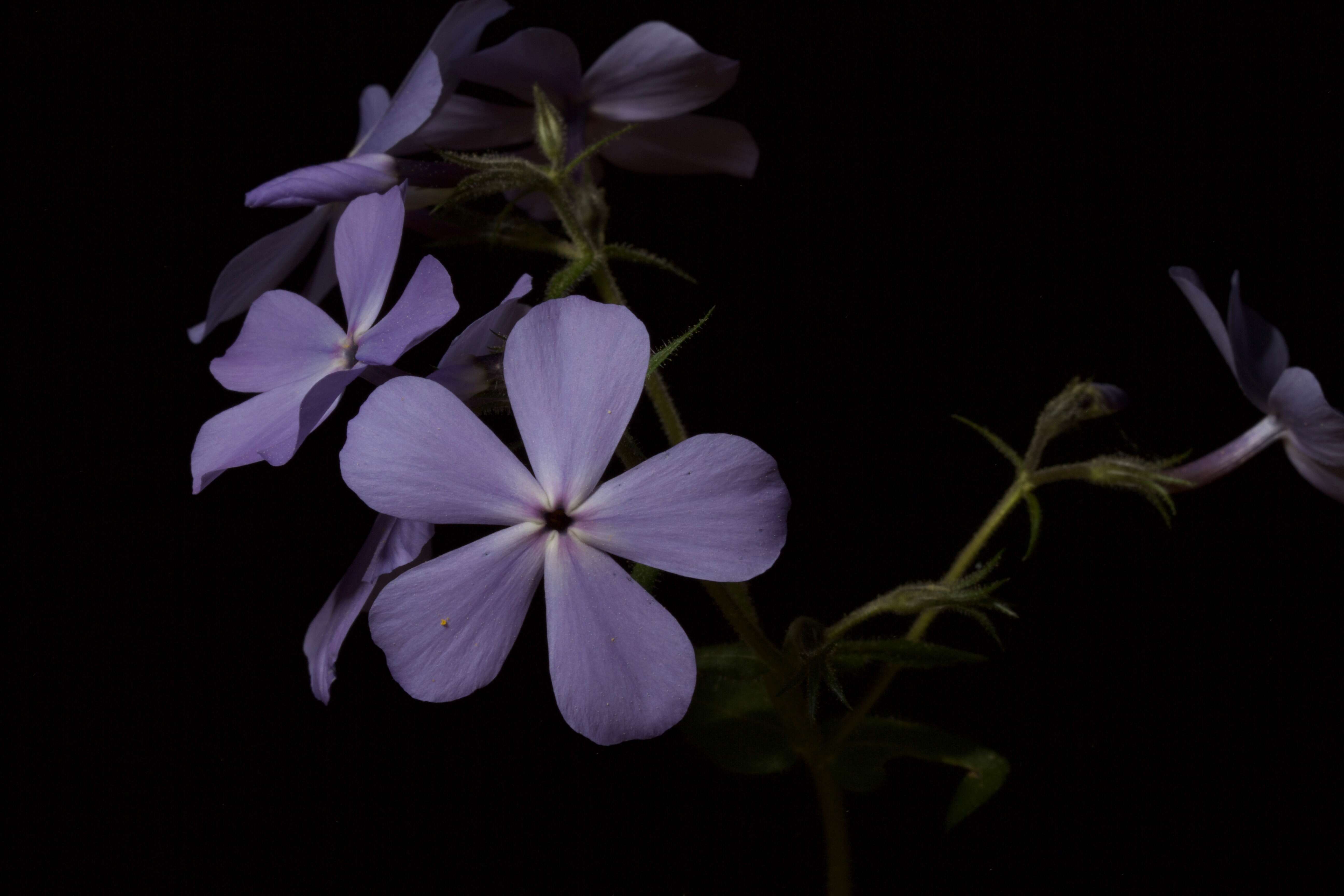 Image of wild blue phlox