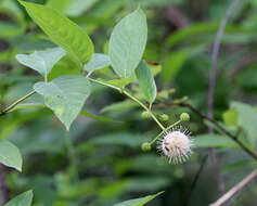 Image of common buttonbush