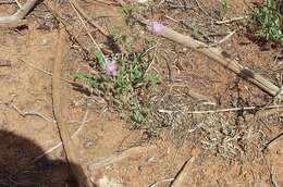 Image of Wheeler's thistle