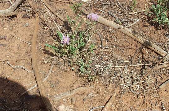 Image of Wheeler's thistle