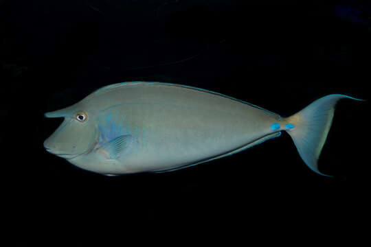 Image of Bluespine Unicornfish