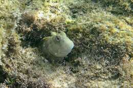 Image of Coral Blenny