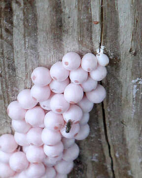 Image of Florida Applesnail