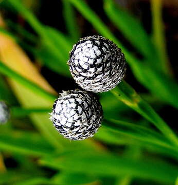 Image de Eriocaulon heterolepis Steud.