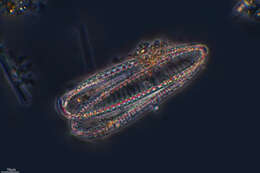 Image de Surirella robusta Ehrenberg