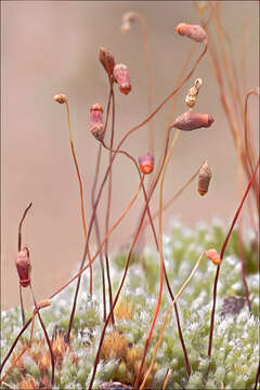 Image of silvergreen bryum moss