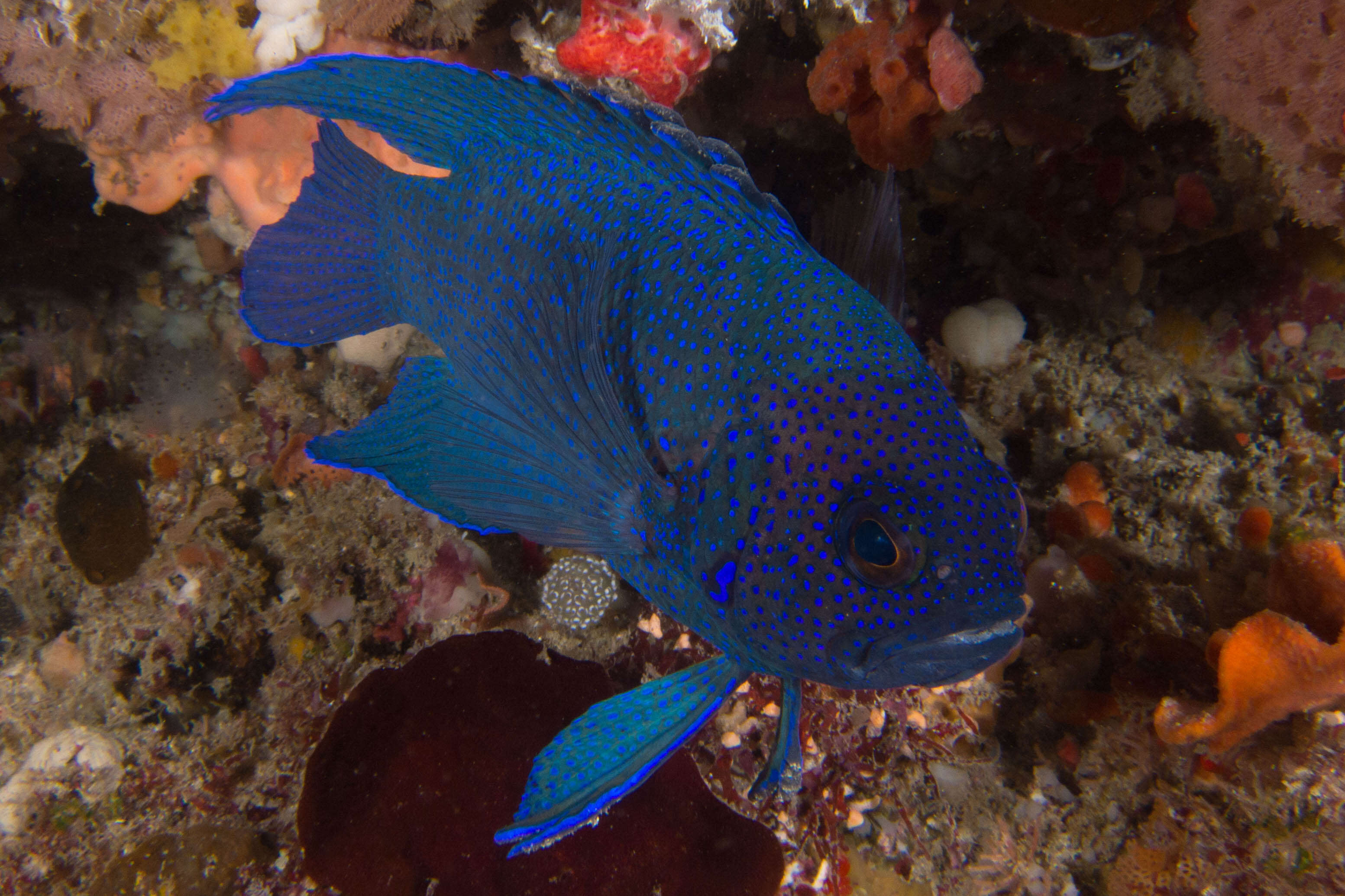 Paraplesiops sinclairi Hutchins 1987 resmi