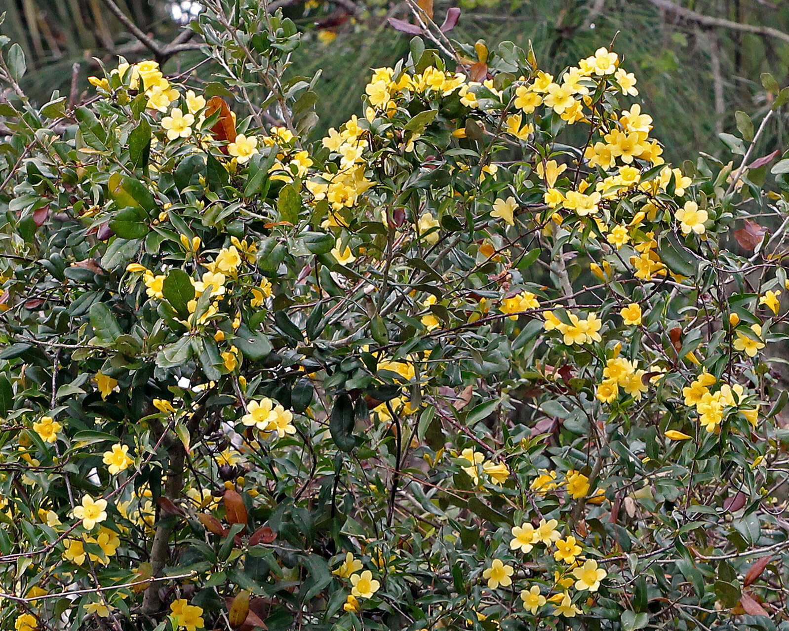 Plancia ëd Gelsemium sempervirens (L.) J. St.-Hil.