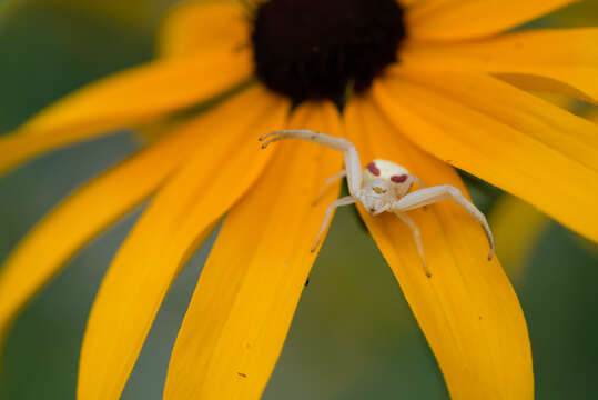 Image of Flower Crab Spiders