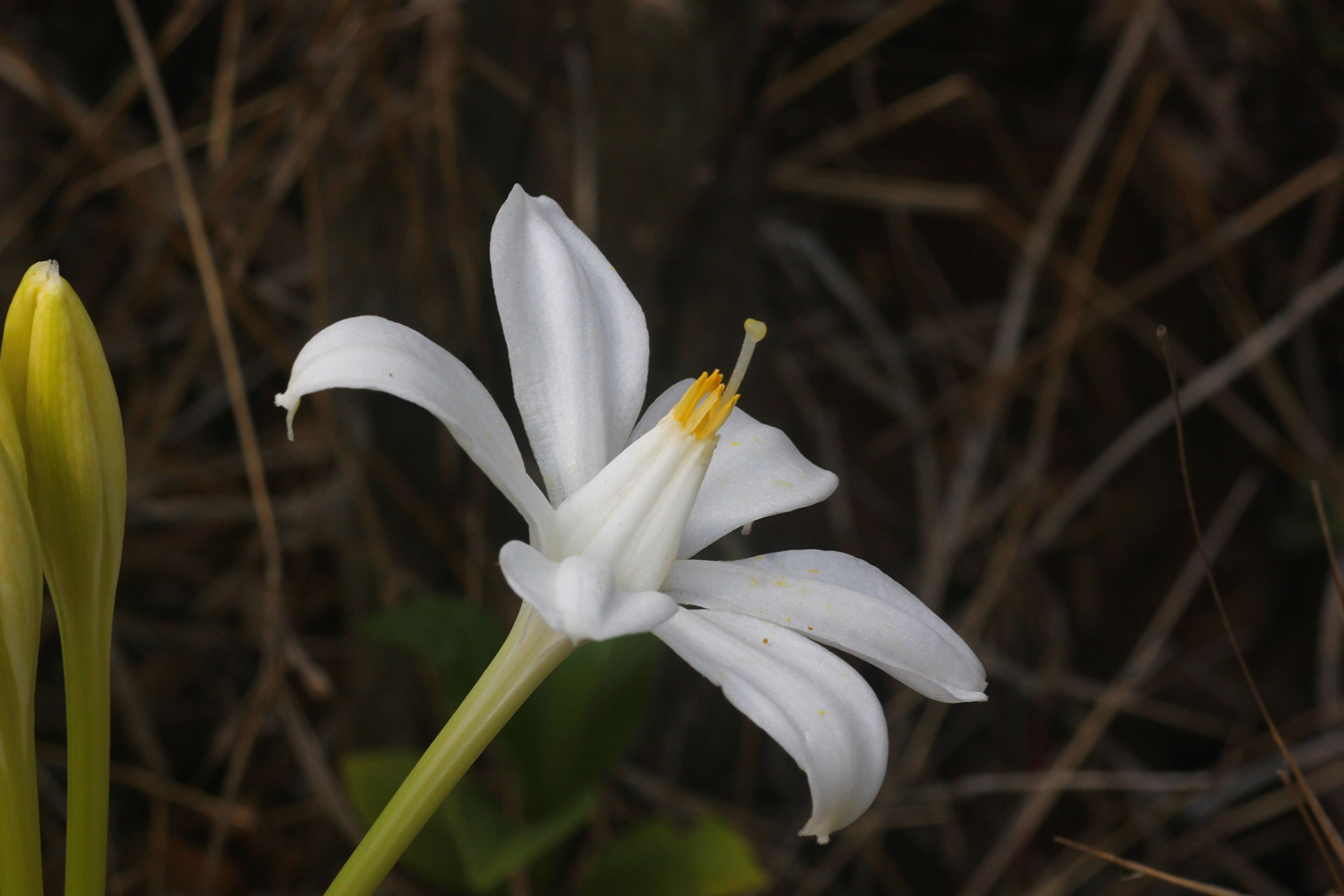 Image of Pancratium parvum Dalzell