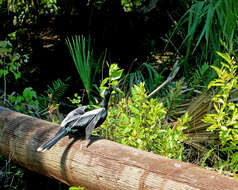 Image de Anhinga d'Amérique