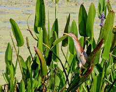 Image of Least Bittern