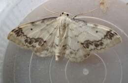 صورة Idaea trigeminata Haworth 1809