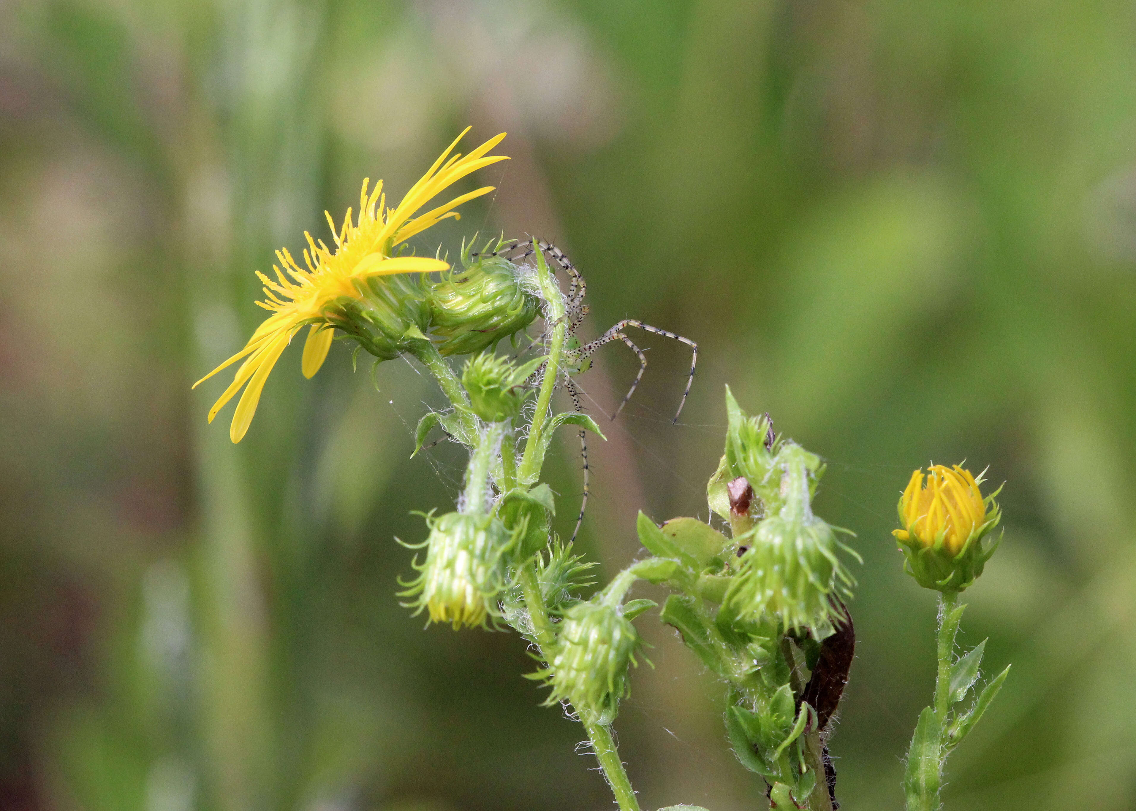 Image of scrubland goldenaster