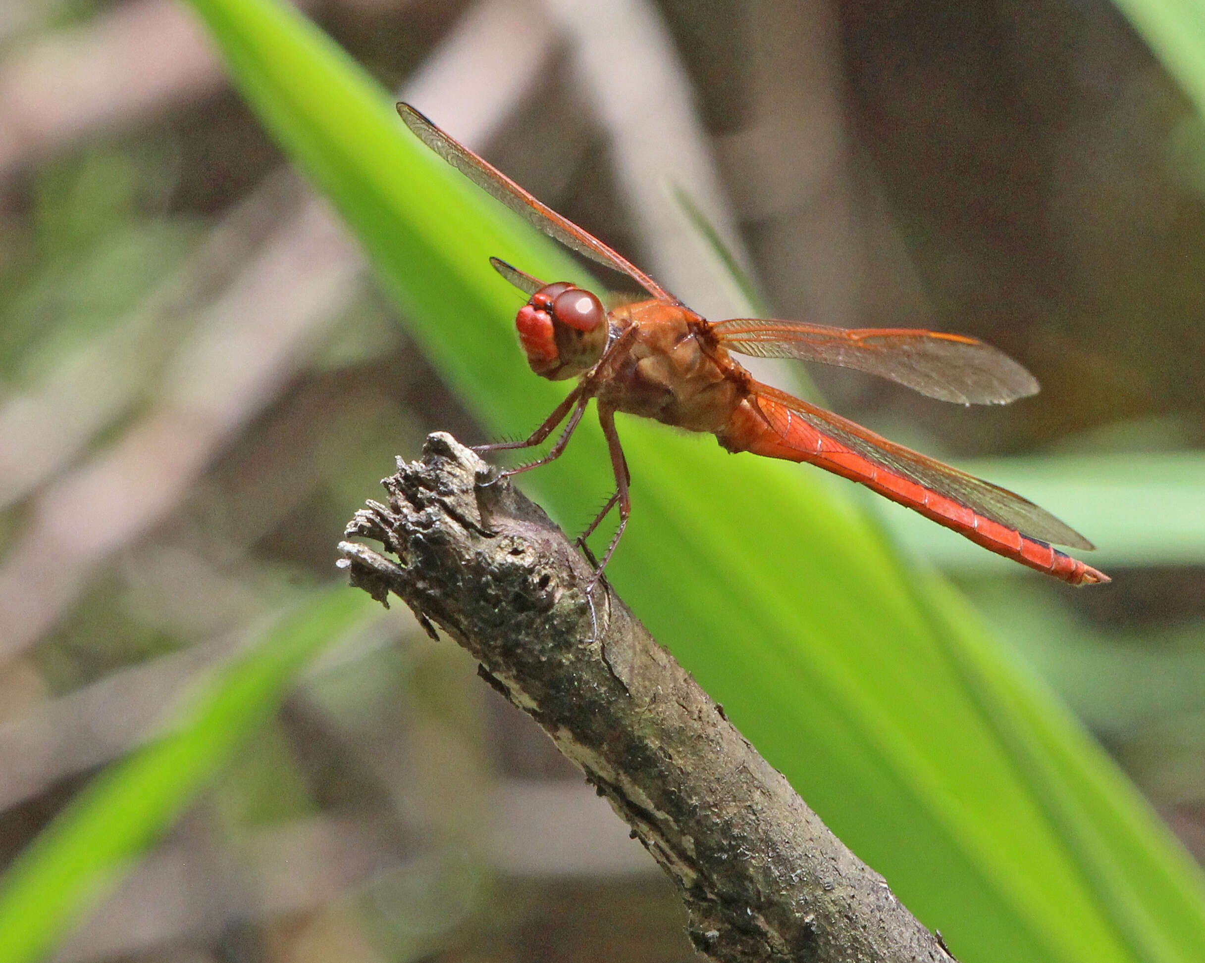 Image of Needham's Skimmer