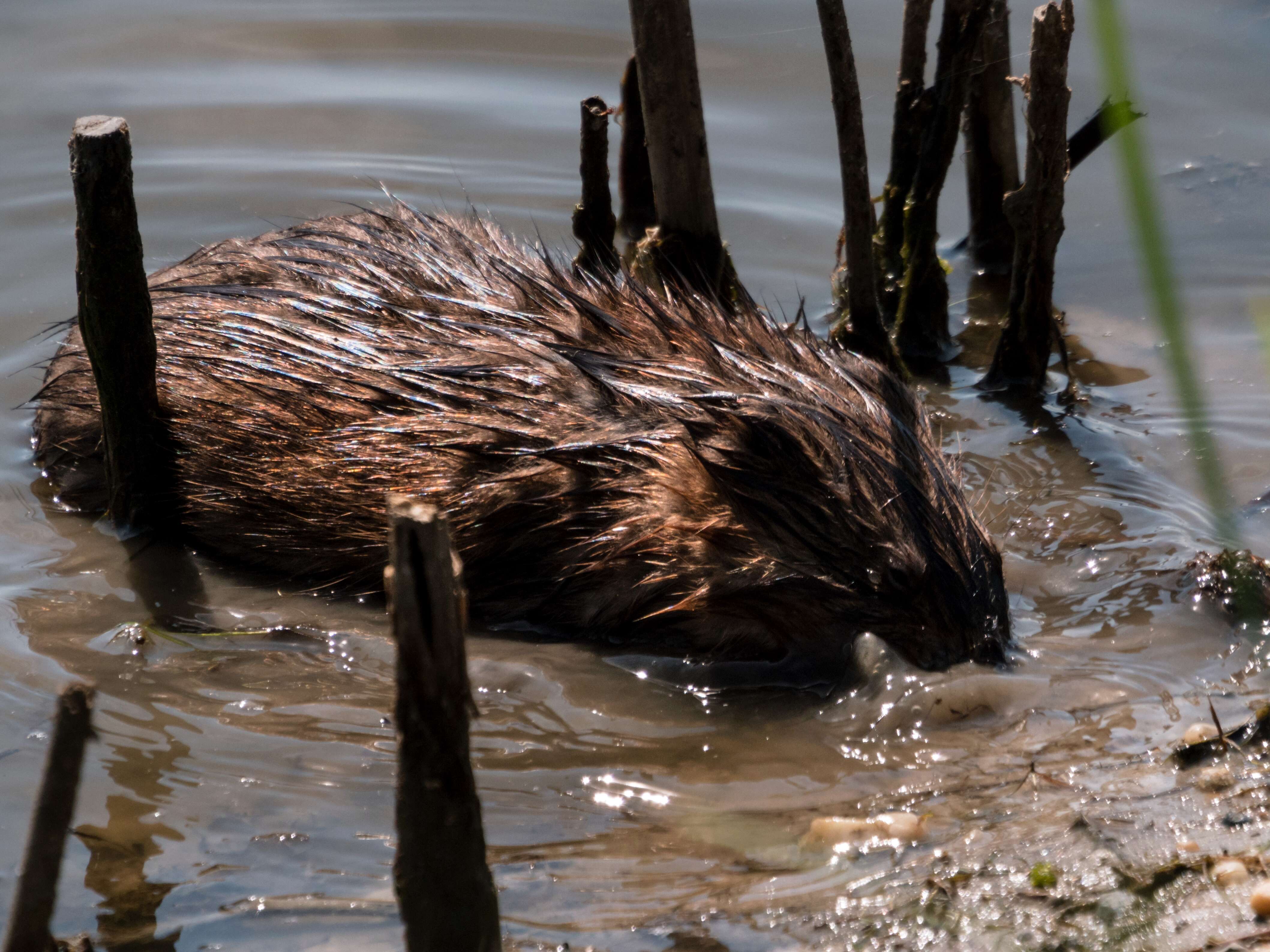 Image of muskrat