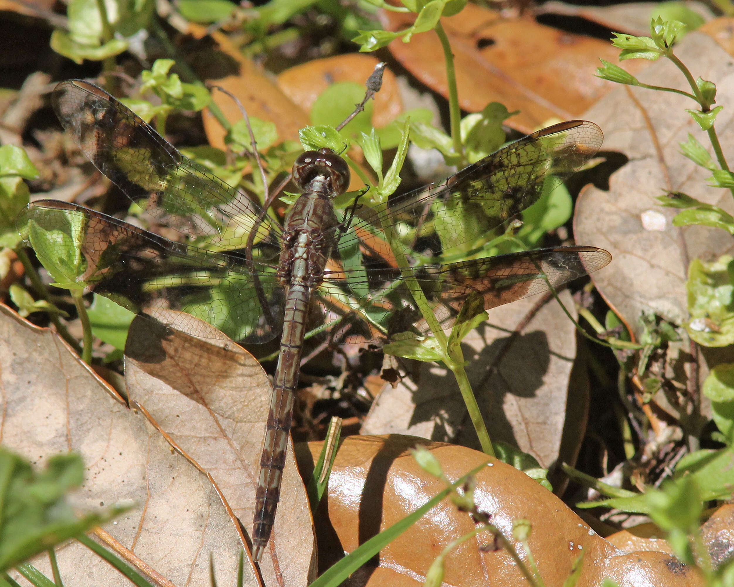 Sivun Erythrodiplax umbrata (Linnaeus 1758) kuva