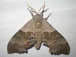 صورة Pachysphinx occidentalis (Edwards 1875)