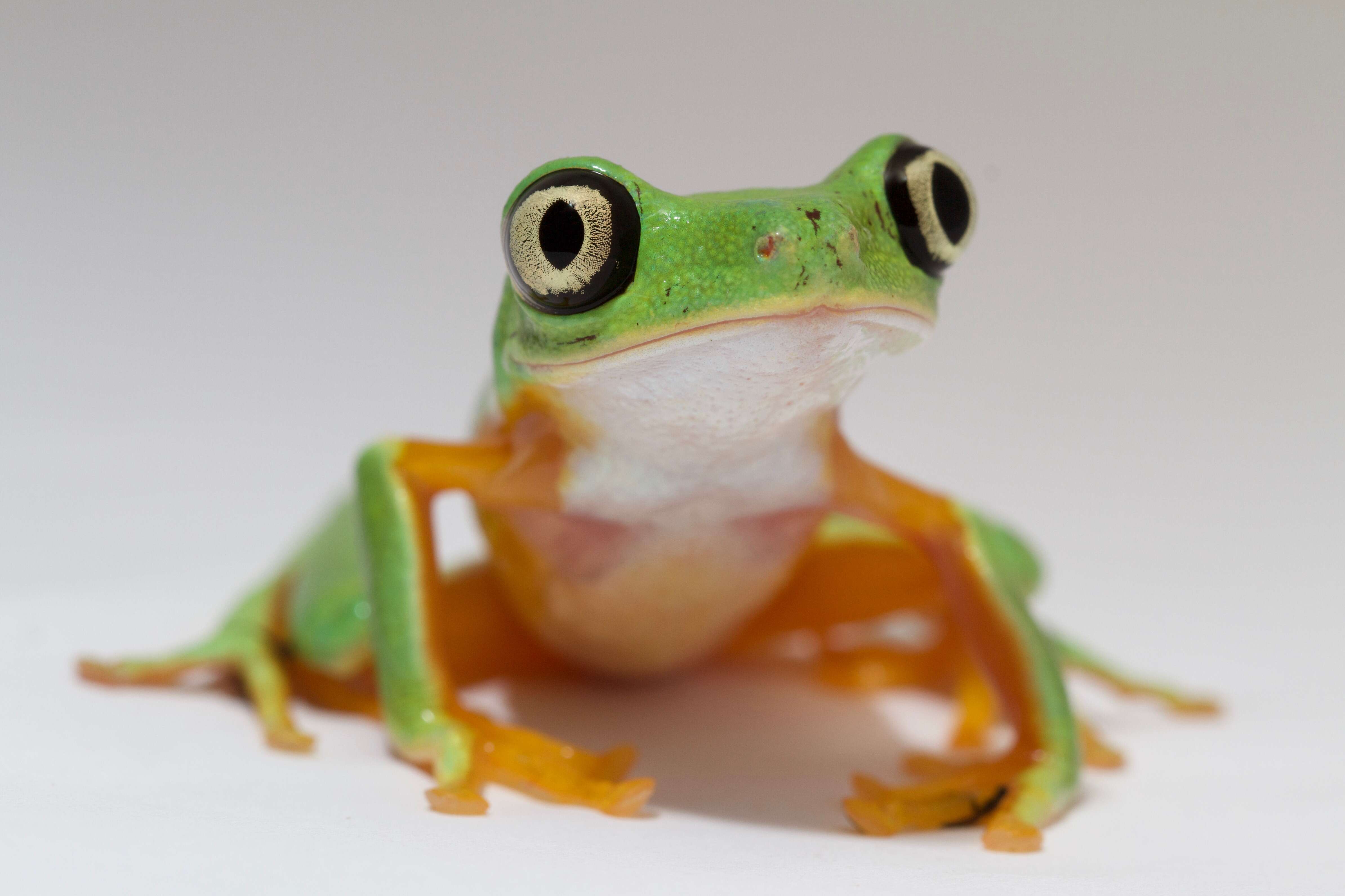 Image of Lemur Leaf Frog