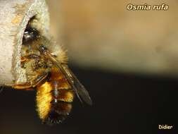 Image of Osmia rufa (Linnaeus 1758)