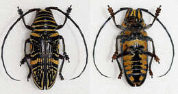 Image of Zographus hieroglyphicus Gerstaecker 1855