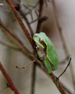 Image of Pine Woods Treefrog