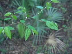 Image of American elm