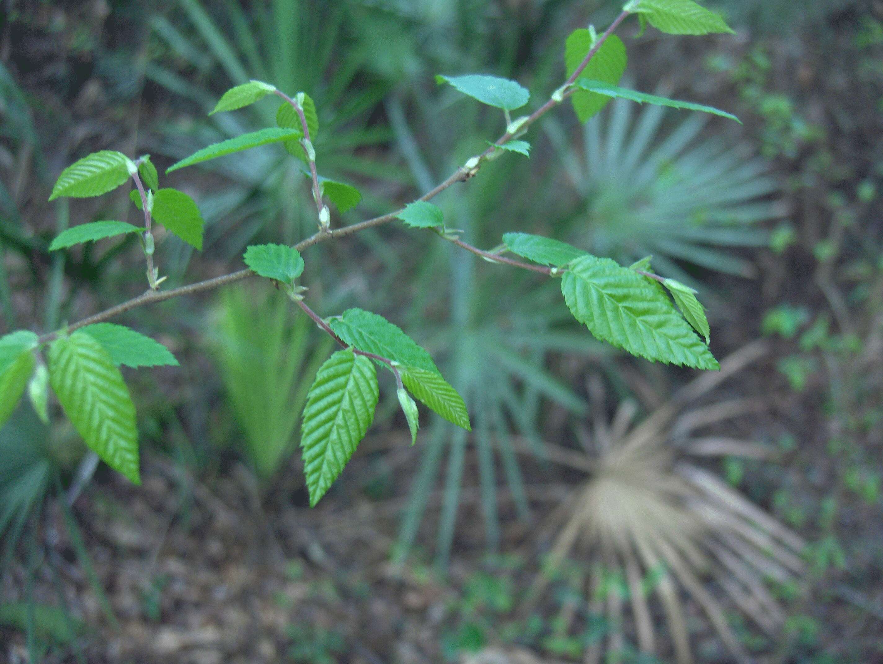 Image of American elm