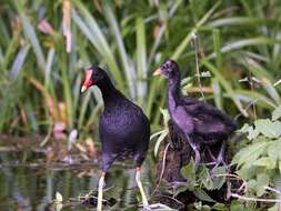 Image of Common Gallinule