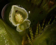 Image of pistia