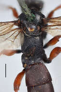 Слика од Ichneumon monospilus Thomson 1896