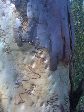 Image of scribbly gum