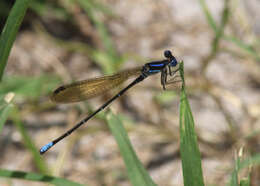 Image of Blue-ringed Dancer