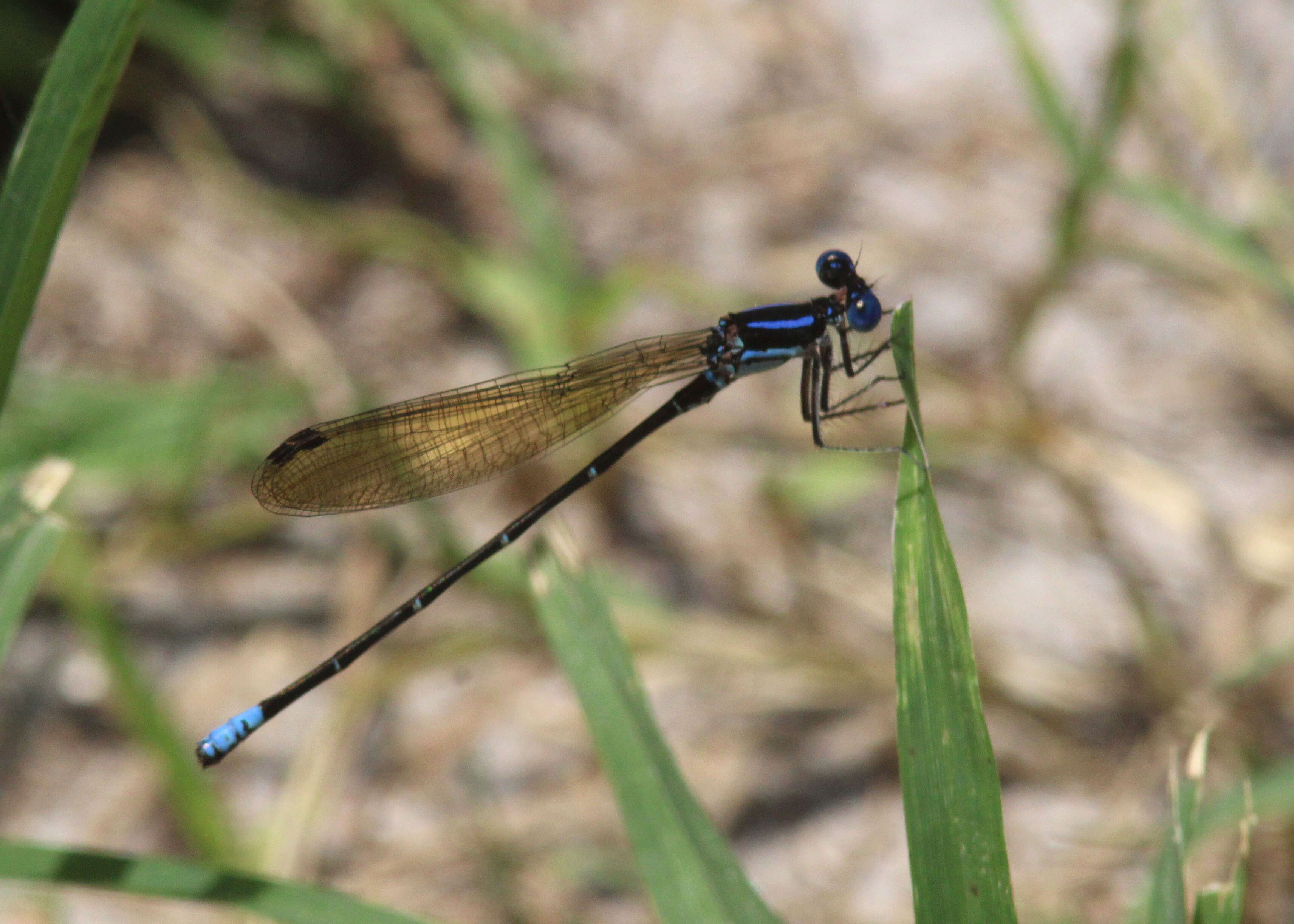 Image of Blue-ringed Dancer