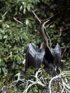 Image de Anhinga d'Amérique