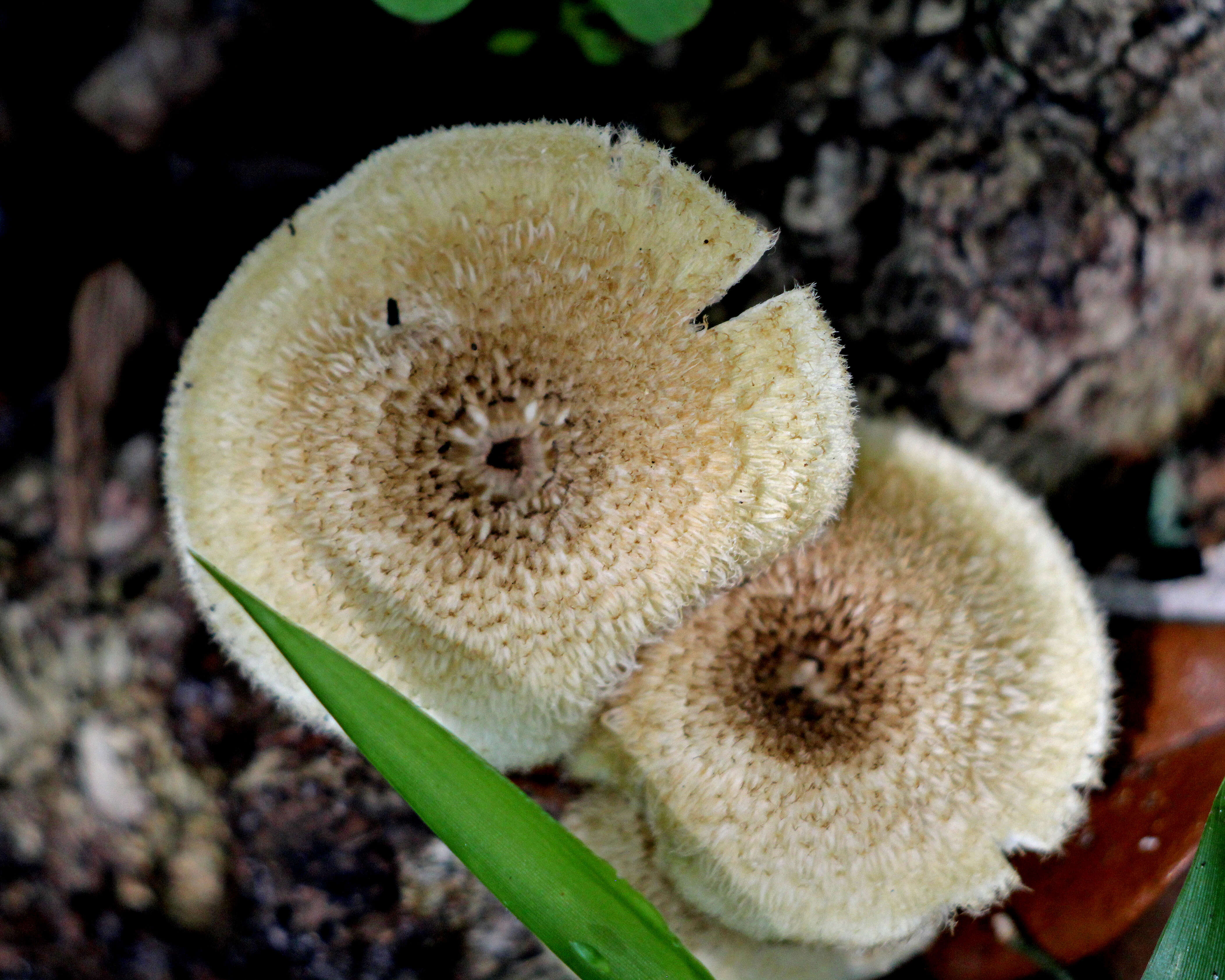 Image of Lentinus crinitus (L.) Fr. 1825