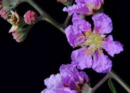 Lagerstroemia speciosa (L.) Pers.的圖片