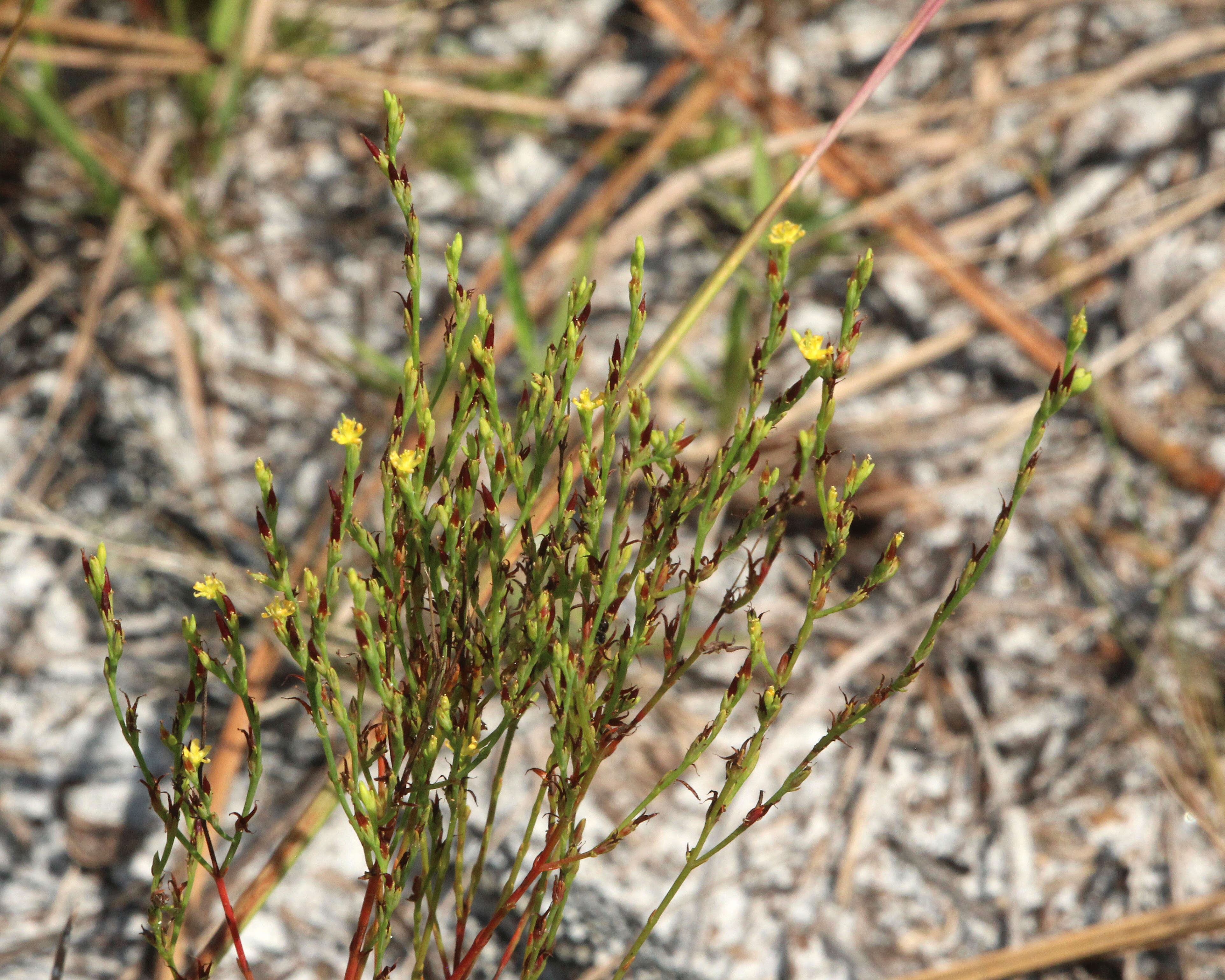 Image of orangegrass