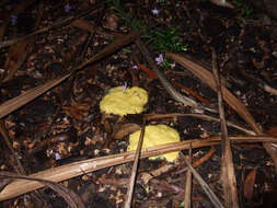 Image of Dog vomit slime mold