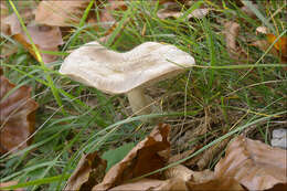 Image of Tricholoma lascivum (Fr.) Gillet 1874