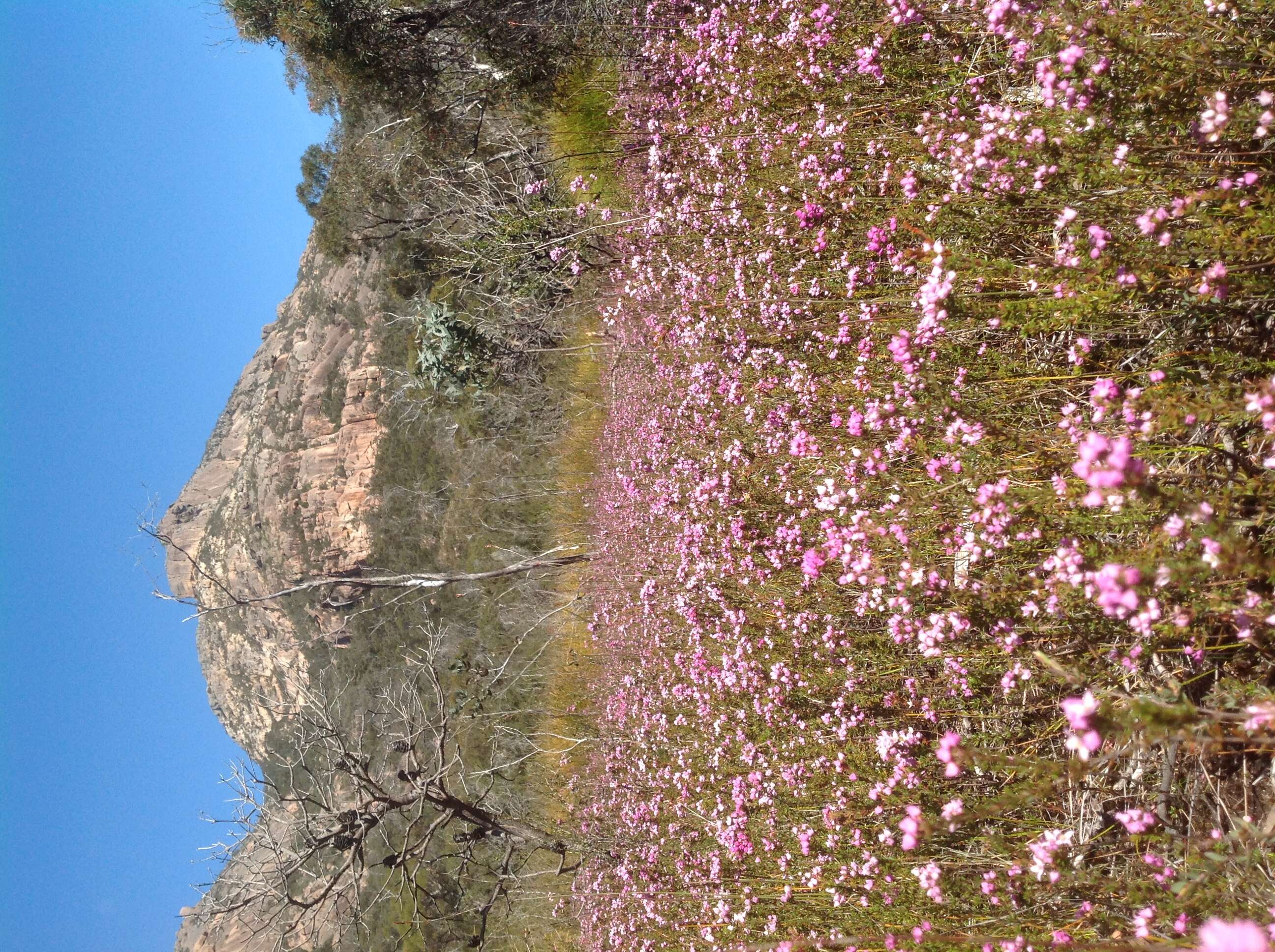 Image of Boronia pilosa subsp. pilosa