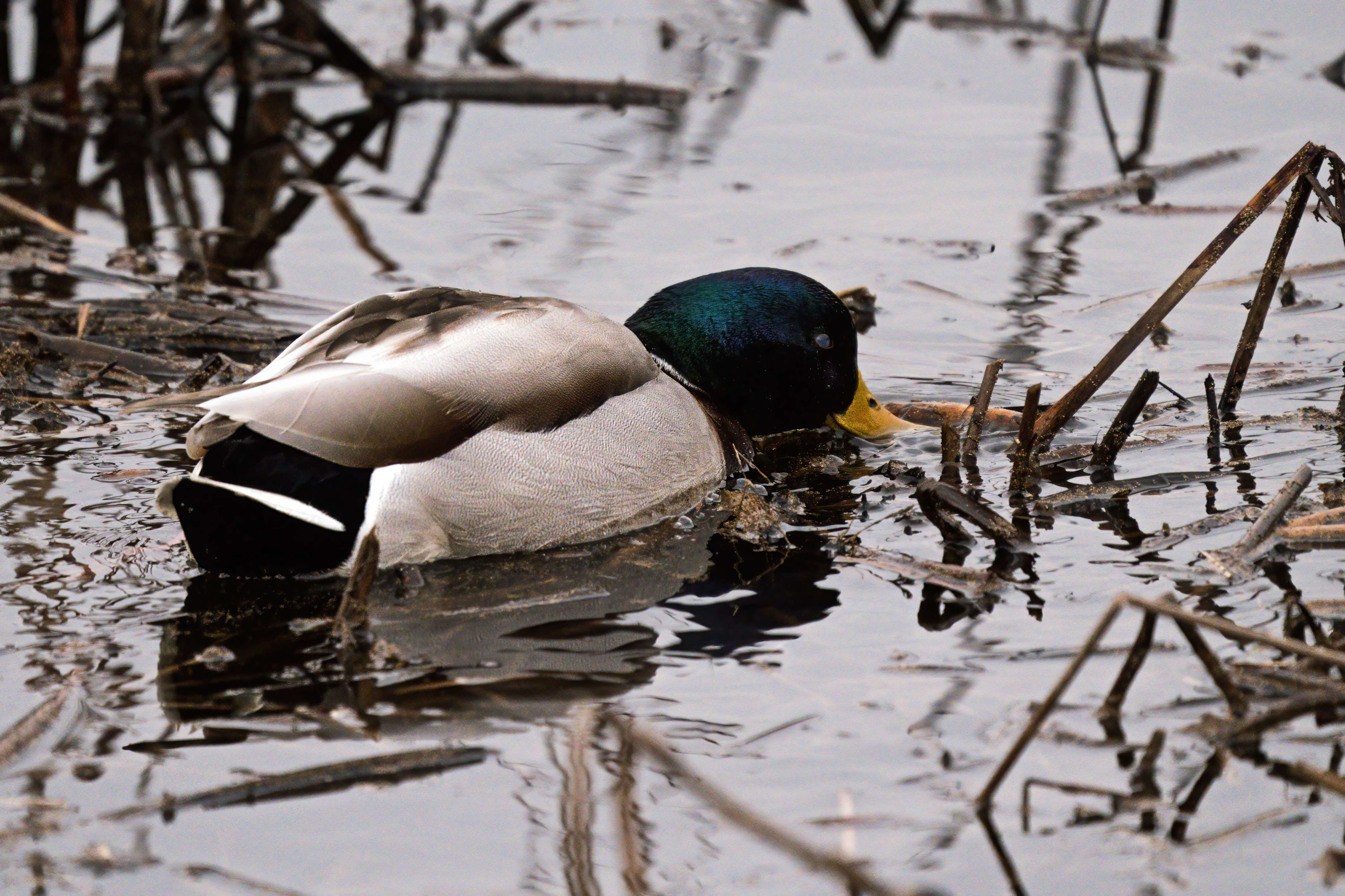 Image de Canard colvert