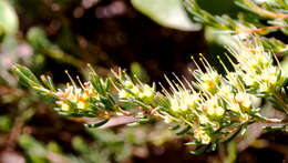 Image of Homoranthus papillatus N. B. Byrnes