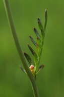 Image of cuckoo flower