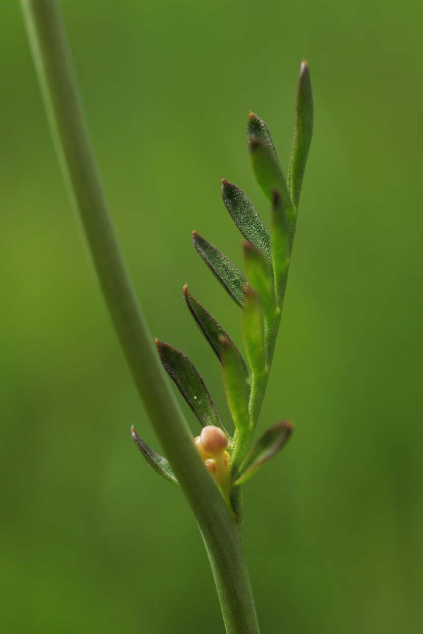 Image of cuckoo flower