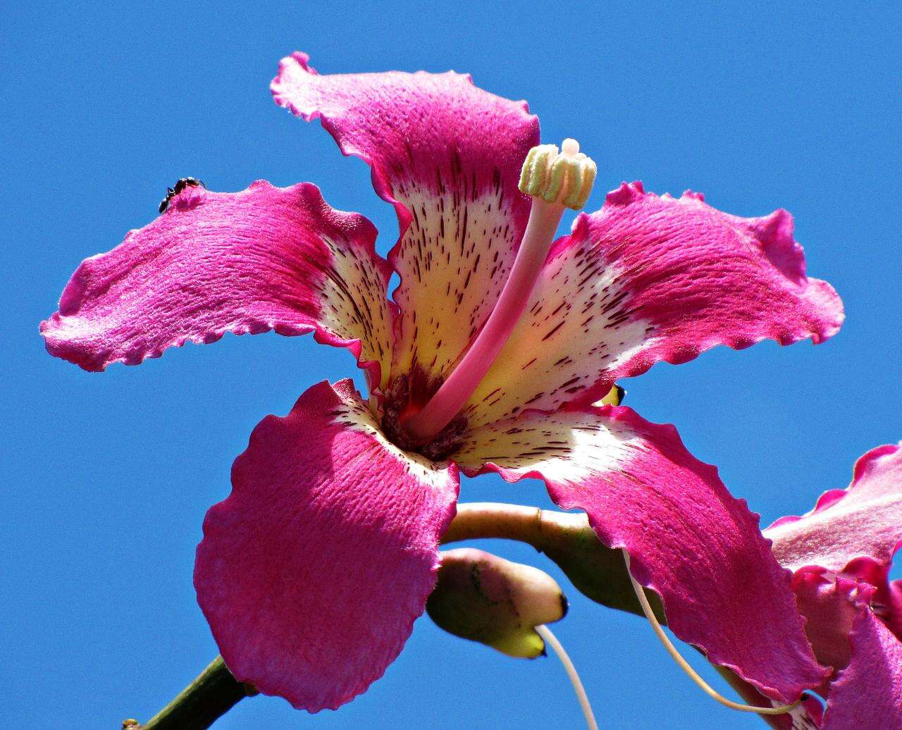 Image of Ceiba speciosa (A. St.-Hil., A. Juss. & Cambess.) P. Ravenna