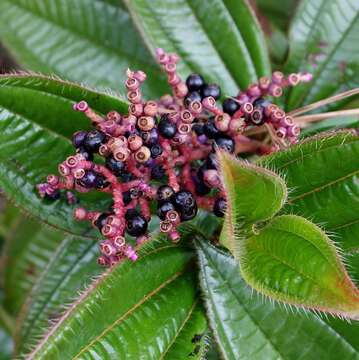 Image of Miconia ciliata (L. Rich.) DC.