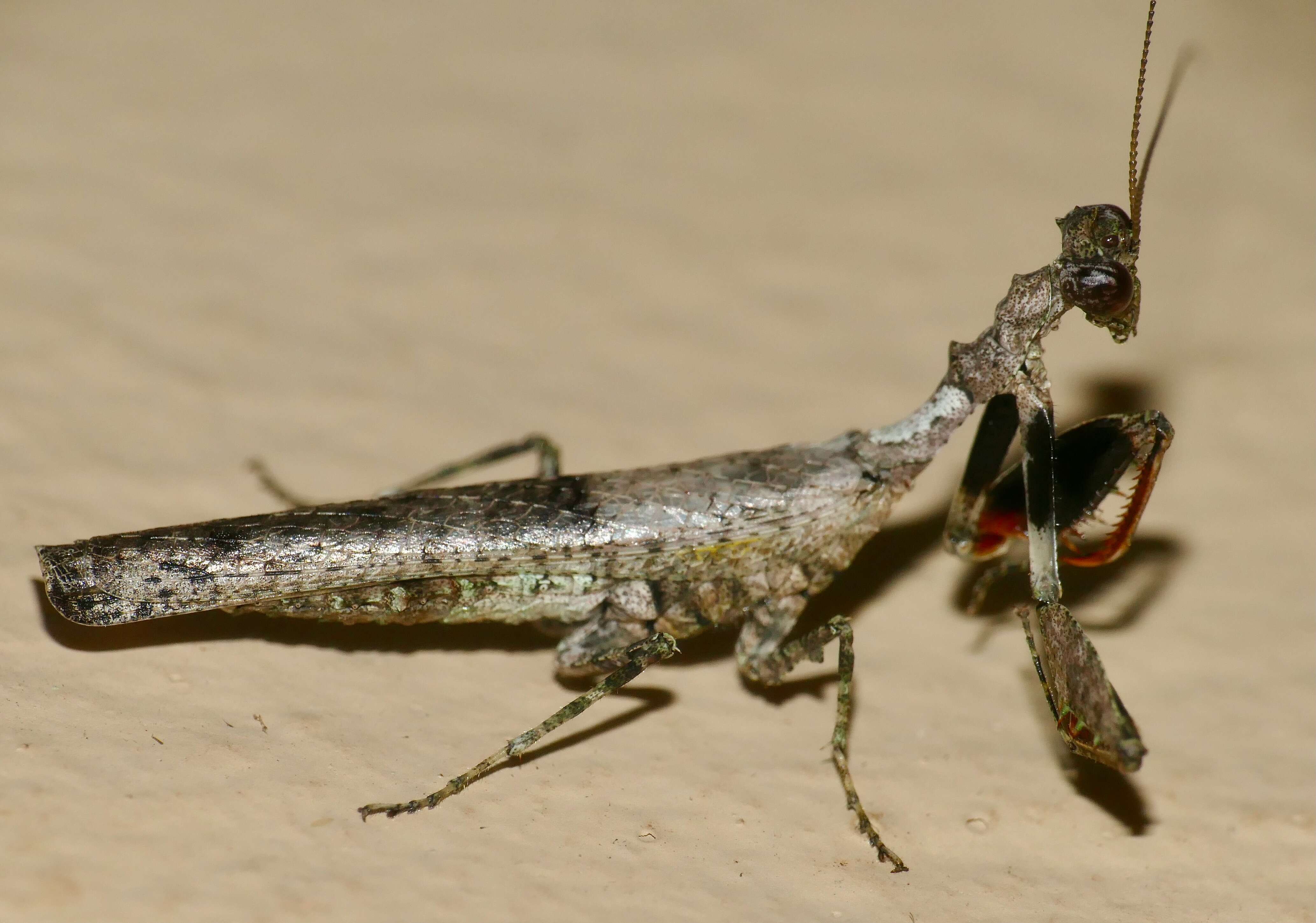 Plancia ëd Oxypiloidea (Oxypiloidea) tridens Saussure 1872